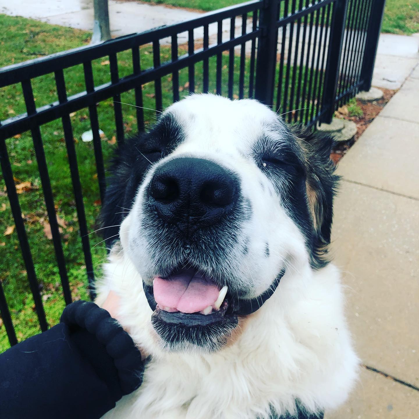 Right Rail Dog Image